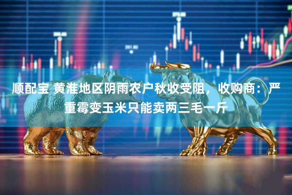 顺配宝 黄淮地区阴雨农户秋收受阻，收购商：严重霉变玉米只能卖两三毛一斤